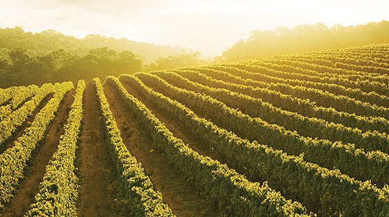 location vineyard of white grapes
