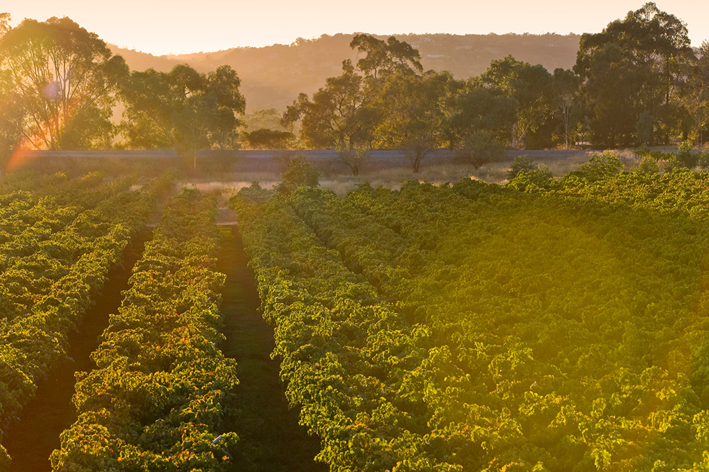 st-gallery-1 Vineyard overlooking a hill at golden hour
