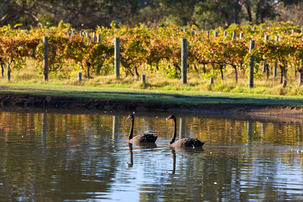 st-gallery-10 Two black swans in a dam next to a vineyard