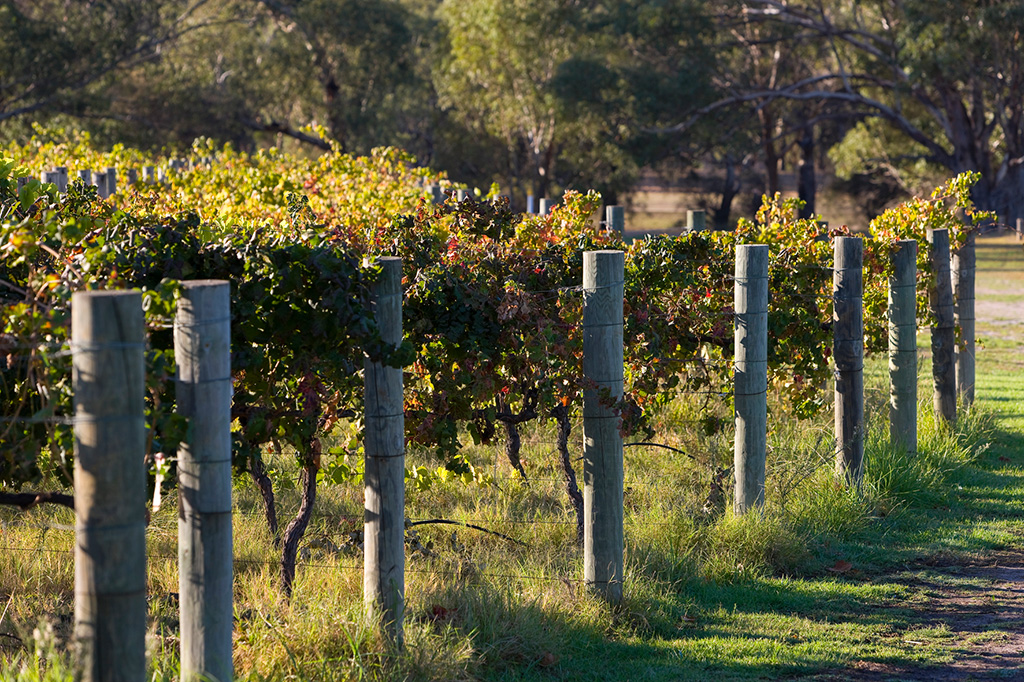 st-gallery-9 Edge of a vineyard